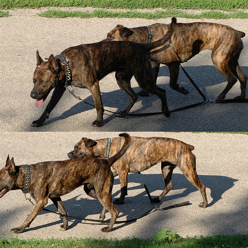 Cool Aggressive Dog Train images 5991673600 509afb1c4c Cool Aggressive Dog Train images