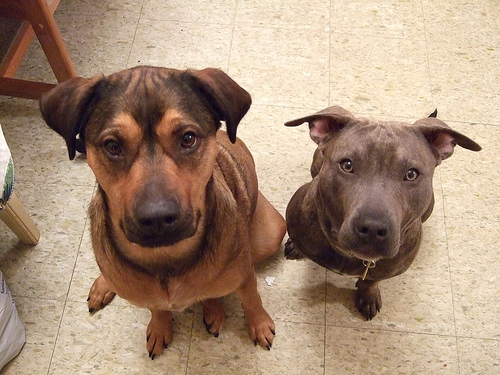 438290969 167a16386e Nice Dog Training Hand Signal photos