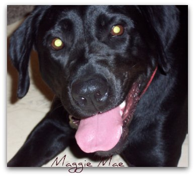 1581827819 63fec76fd9 Nice Dog Training Chewing photos