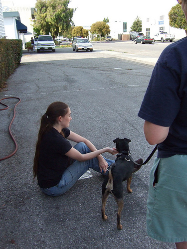3868158958 f6280cf79f Dog pot   Belgrades new pooper scooper initiative