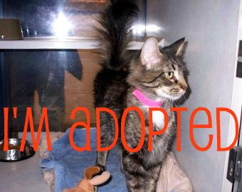 3046329040 1181b51524 Cool Box Dog Litter Train images