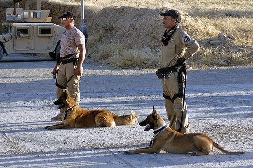 3852036363 afc962acf6 Cool Basic Dog Obedience images