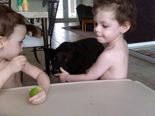 2777692881 595e7b1f7f The advantages of being a house dog in a home with two year old twins