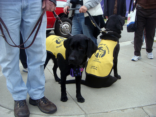 3202825972 4314be03d7 Nice Dog Puppy Train photos