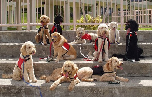 3574742620 6c65635459 Nice Service Dogs photos