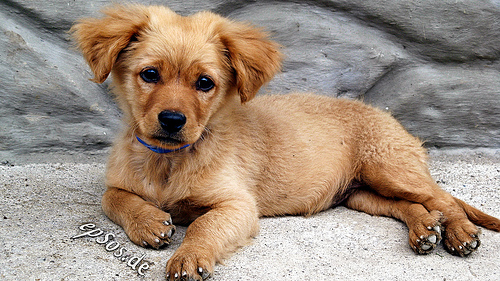 4883281674 8428f07e53 Cool Dog Grooming Training images