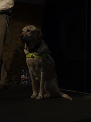 5076643246 7a98153483 m Q&A: What are the good and bad points of the guide dog training method?