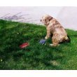 21yBwonvARL. SL160  Potty Rock House Training Device for Dogs Reviews