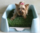 51SPJ3qOFkL. SL160  Rascal Dog Litter Box Little Squirt (tm)   DESIGNED JUST FOR TOY/SMALL BREEDS! Reviews
