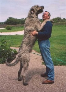 perro gigante 216x300 Dog Training Advice  Do You Speak Dog?
